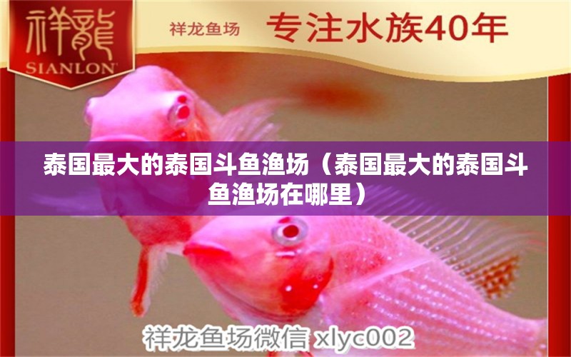 泰國最大的泰國斗魚漁場（泰國最大的泰國斗魚漁場在哪里）