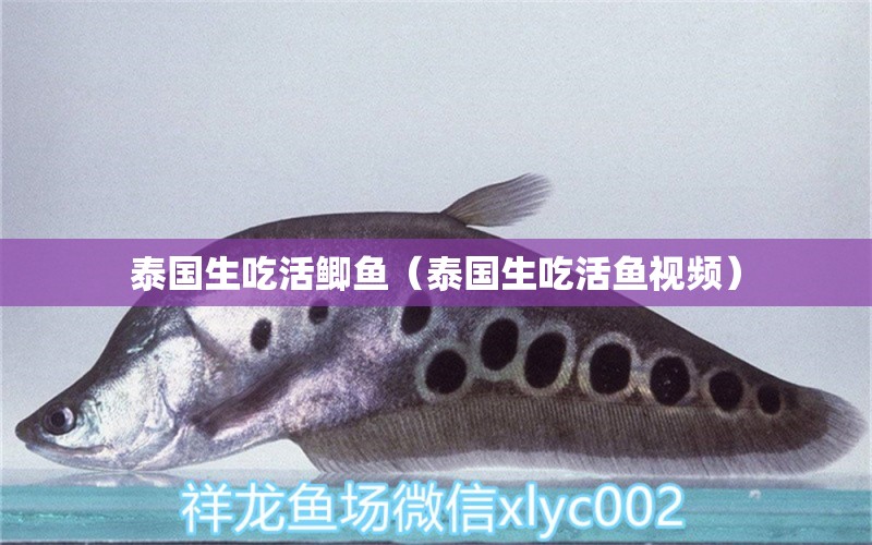 泰國生吃活鯽魚（泰國生吃活魚視頻） 養(yǎng)魚知識