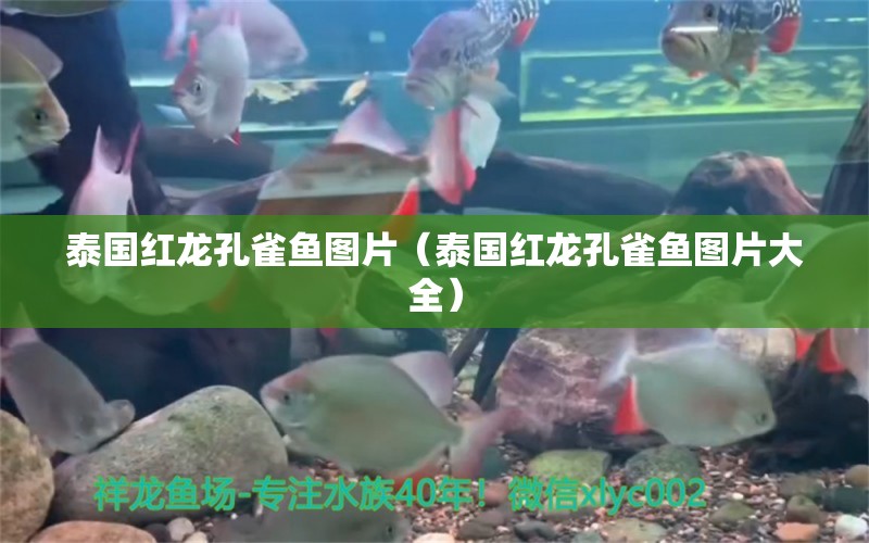 泰國紅龍孔雀魚圖片（泰國紅龍孔雀魚圖片大全） 廣州龍魚批發(fā)市場