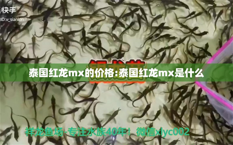 泰國紅龍mx的價格:泰國紅龍mx是什么 龍魚批發(fā)