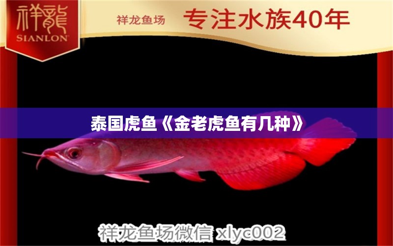 泰國虎魚《金老虎魚有幾種》 虎魚百科