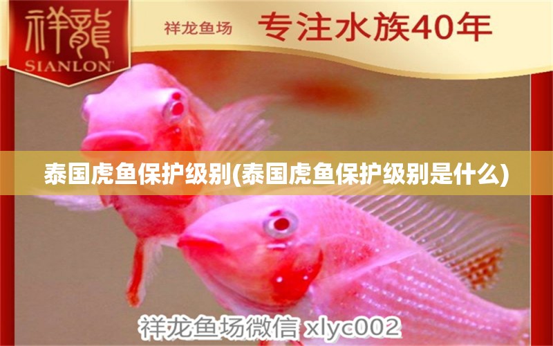 泰國虎魚保護(hù)級別(泰國虎魚保護(hù)級別是什么) 虎魚百科