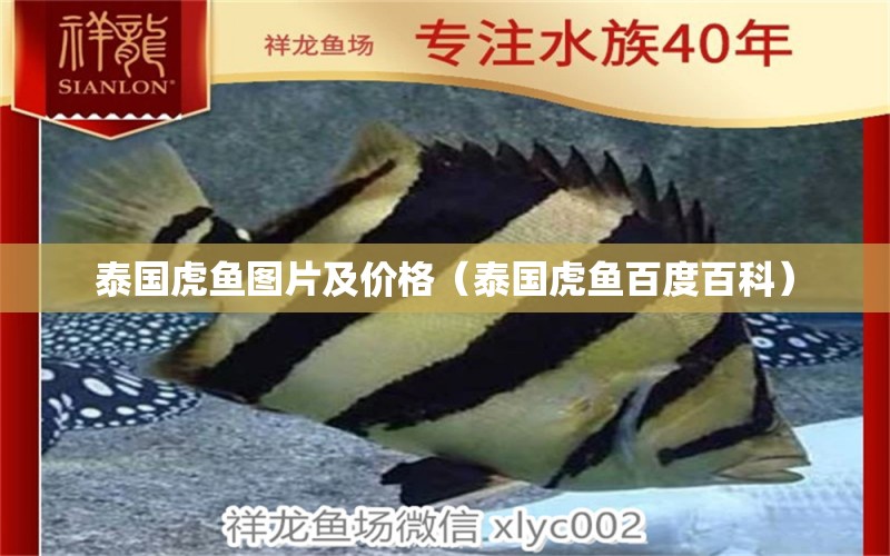 泰國虎魚圖片及價格（泰國虎魚百度百科） 刀魚魚