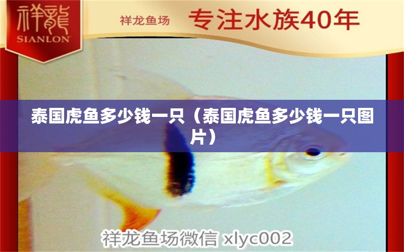 泰國虎魚多少錢一只（泰國虎魚多少錢一只圖片） 錦鯉飼料