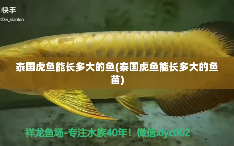 泰國虎魚能長多大的魚(泰國虎魚能長多大的魚苗)