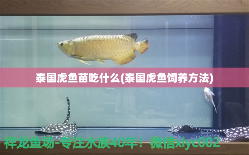 泰國虎魚苗吃什么(泰國虎魚飼養(yǎng)方法) 虎魚百科