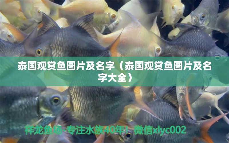 泰國觀賞魚圖片及名字（泰國觀賞魚圖片及名字大全） 廣州龍魚批發(fā)市場