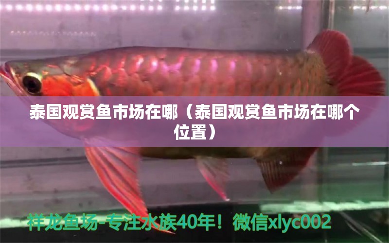 泰國觀賞魚市場在哪（泰國觀賞魚市場在哪個位置）