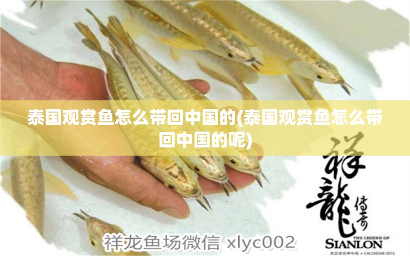 泰國(guó)觀賞魚(yú)怎么帶回中國(guó)的(泰國(guó)觀賞魚(yú)怎么帶回中國(guó)的呢) 白子銀版魚(yú)