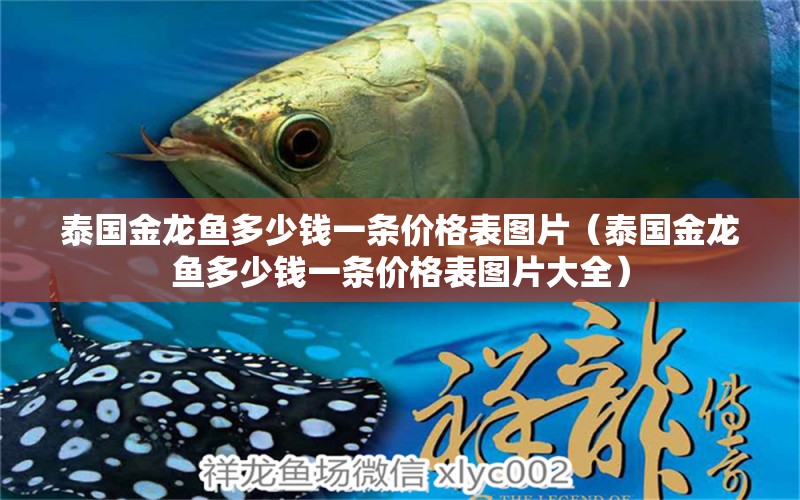 泰國(guó)金龍魚多少錢一條價(jià)格表圖片（泰國(guó)金龍魚多少錢一條價(jià)格表圖片大全）