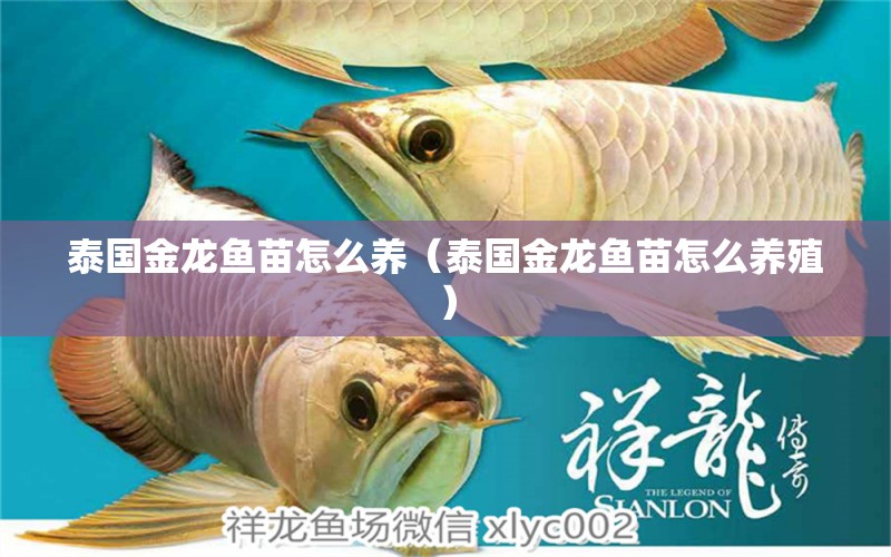 泰國(guó)金龍魚(yú)苗怎么養(yǎng)（泰國(guó)金龍魚(yú)苗怎么養(yǎng)殖） 廣州龍魚(yú)批發(fā)市場(chǎng)