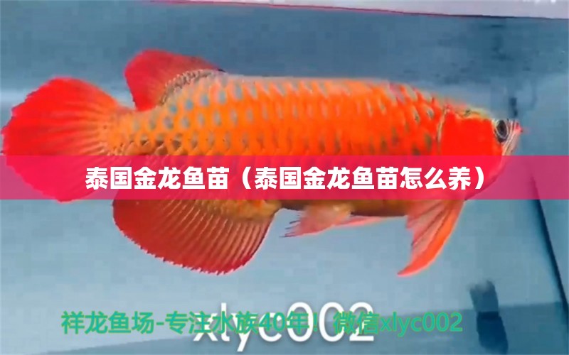 泰國(guó)金龍魚苗（泰國(guó)金龍魚苗怎么養(yǎng)）