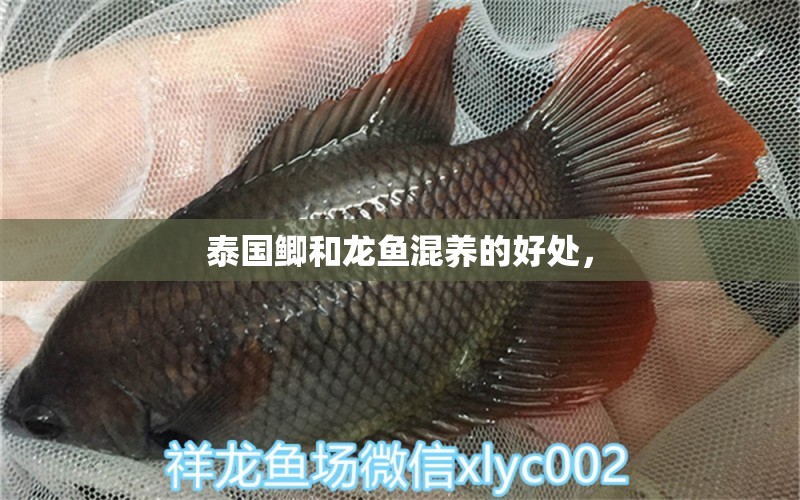 泰國鯽和龍魚混養(yǎng)的好處， 養(yǎng)魚知識