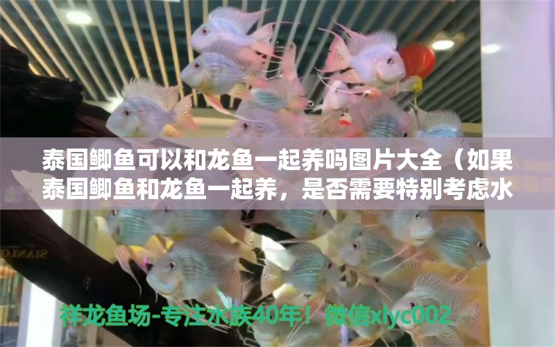 泰國鯽魚可以和龍魚一起養(yǎng)嗎圖片大全（如果泰國鯽魚和龍魚一起養(yǎng)，是否需要特別考慮水族箱的大小和布局？） 水族問答 第2張