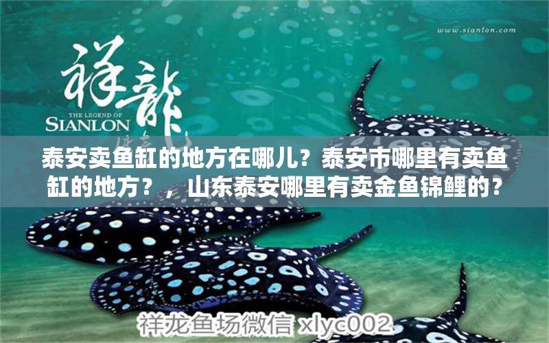 泰安賣(mài)魚(yú)缸的地方在哪兒？泰安市哪里有賣(mài)魚(yú)缸的地方？，山東泰安哪里有賣(mài)金魚(yú)錦鯉的？ 野生地圖魚(yú) 第1張