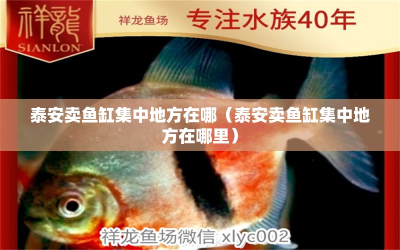 泰安賣魚缸集中地方在哪（泰安賣魚缸集中地方在哪里）