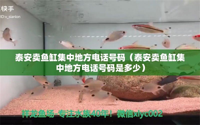 泰安賣魚(yú)缸集中地方電話號(hào)碼（泰安賣魚(yú)缸集中地方電話號(hào)碼是多少）