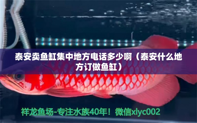 泰安賣魚缸集中地方電話多少?。ㄌ┌彩裁吹胤接喿鲷~缸）