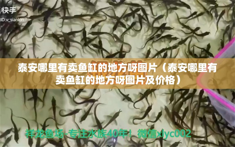 泰安哪里有賣(mài)魚(yú)缸的地方呀圖片（泰安哪里有賣(mài)魚(yú)缸的地方呀圖片及價(jià)格） 祥龍水族醫(yī)院