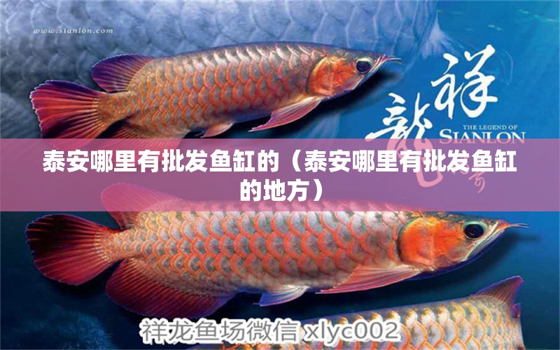 泰安哪里有批發(fā)魚(yú)缸的（泰安哪里有批發(fā)魚(yú)缸的地方） 其他品牌魚(yú)缸