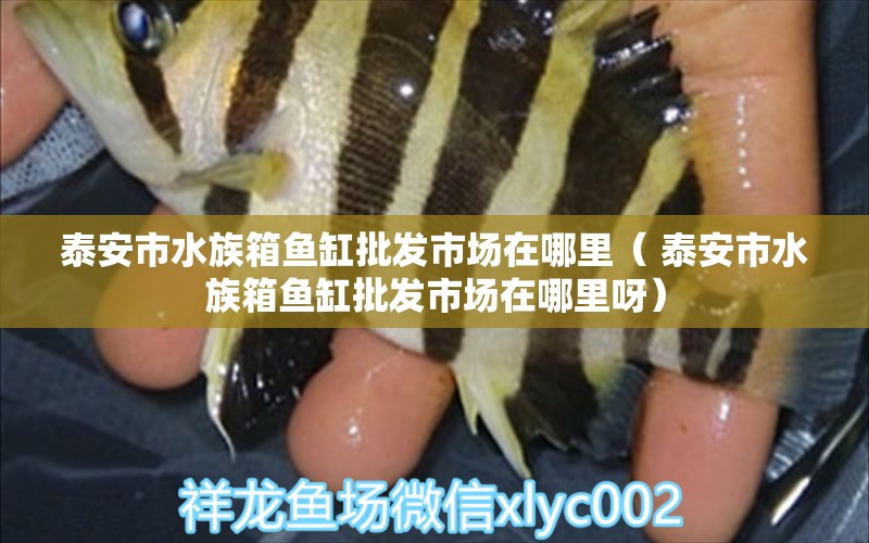 泰安市水族箱魚(yú)缸批發(fā)市場(chǎng)在哪里（ 泰安市水族箱魚(yú)缸批發(fā)市場(chǎng)在哪里呀） 新加坡三巴旺