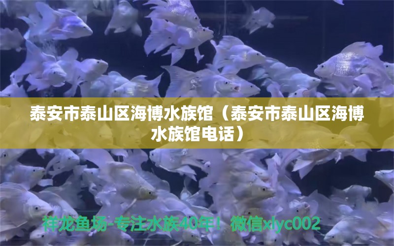 泰安市泰山區(qū)海博水族館（泰安市泰山區(qū)海博水族館電話）