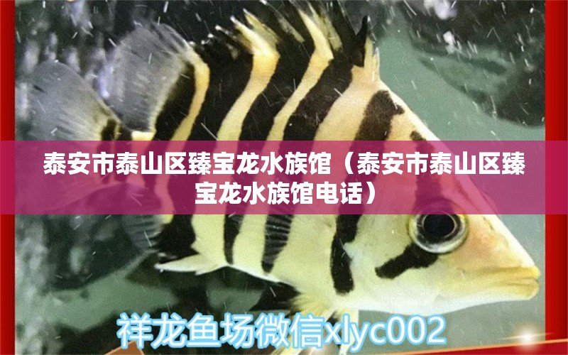 泰安市泰山區(qū)臻寶龍水族館（泰安市泰山區(qū)臻寶龍水族館電話） 全國水族館企業(yè)名錄