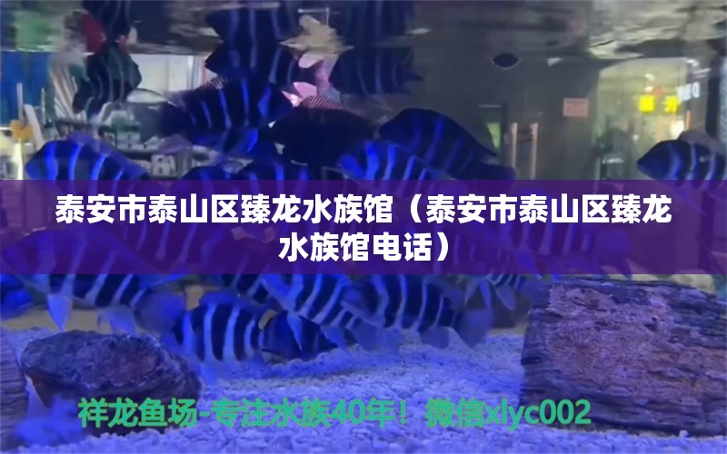 泰安市泰山區(qū)臻龍水族館（泰安市泰山區(qū)臻龍水族館電話）