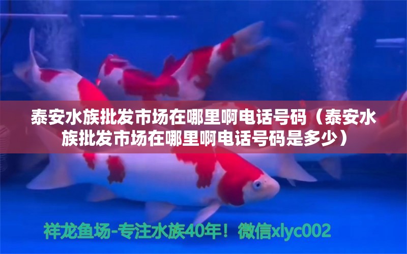 泰安水族批發(fā)市場(chǎng)在哪里啊電話號(hào)碼（泰安水族批發(fā)市場(chǎng)在哪里啊電話號(hào)碼是多少） 觀賞魚(yú)水族批發(fā)市場(chǎng)