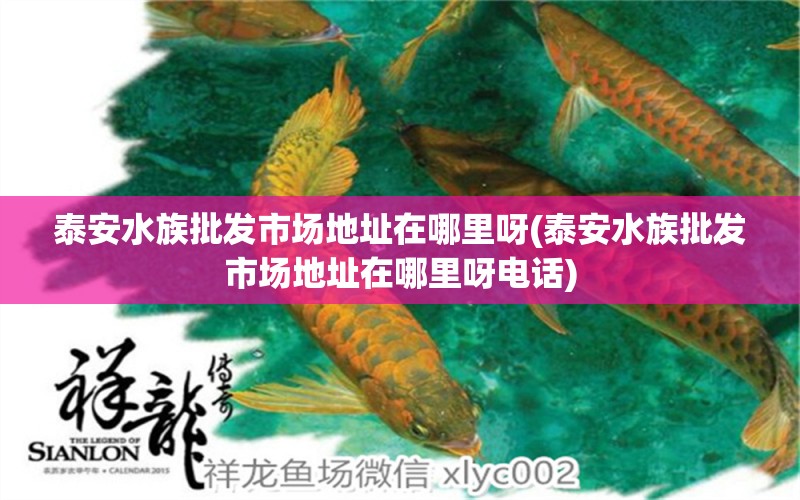 泰安水族批發(fā)市場地址在哪里呀(泰安水族批發(fā)市場地址在哪里呀電話) 觀賞魚水族批發(fā)市場