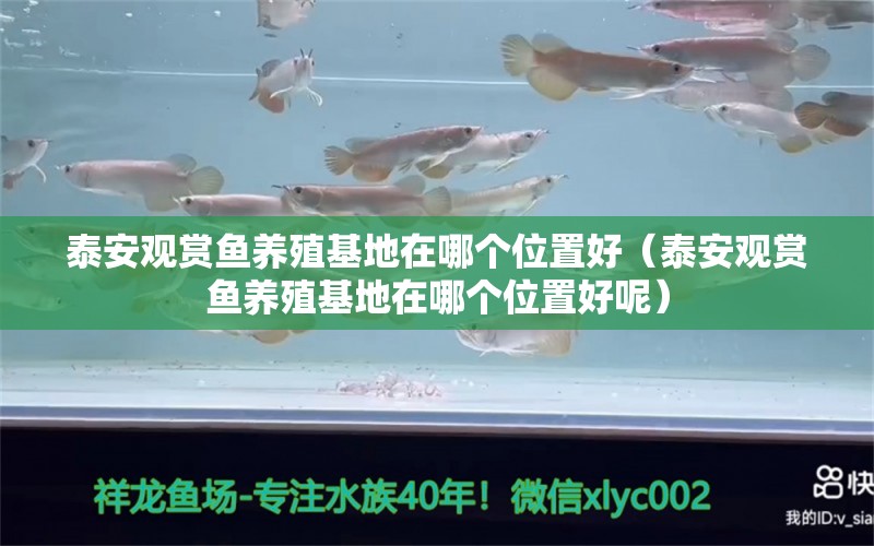 泰安觀賞魚養(yǎng)殖基地在哪個位置好（泰安觀賞魚養(yǎng)殖基地在哪個位置好呢）