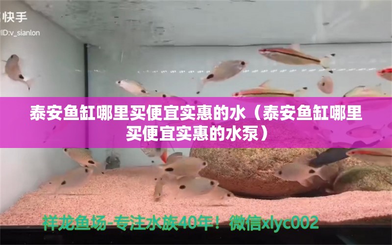 泰安魚缸哪里買便宜實惠的水（泰安魚缸哪里買便宜實惠的水泵） 觀賞魚市場（混養(yǎng)魚）