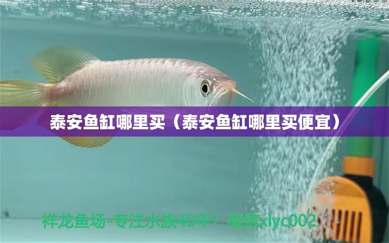 泰安魚缸哪里買（泰安魚缸哪里買便宜） 巴卡雷龍魚