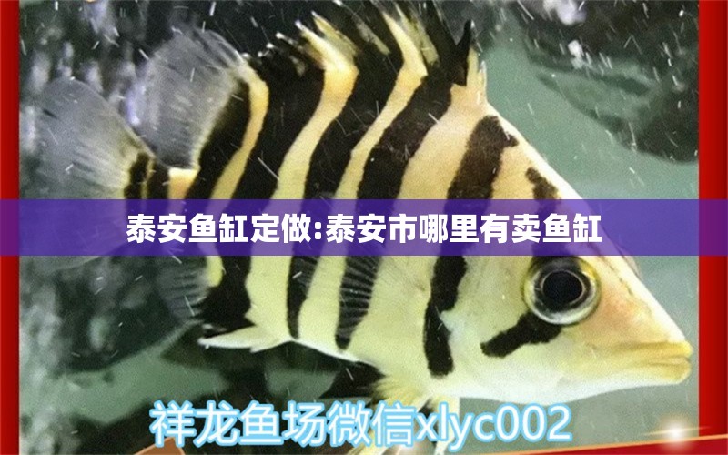 泰安魚缸定做:泰安市哪里有賣魚缸