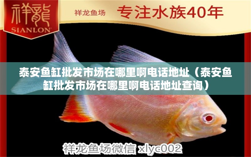 泰安魚(yú)缸批發(fā)市場(chǎng)在哪里啊電話地址（泰安魚(yú)缸批發(fā)市場(chǎng)在哪里啊電話地址查詢）