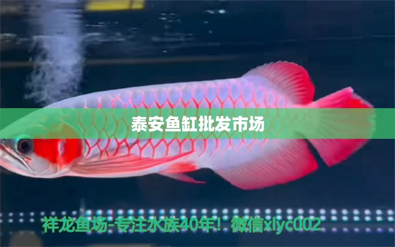 泰安魚(yú)缸批發(fā)市場(chǎng)