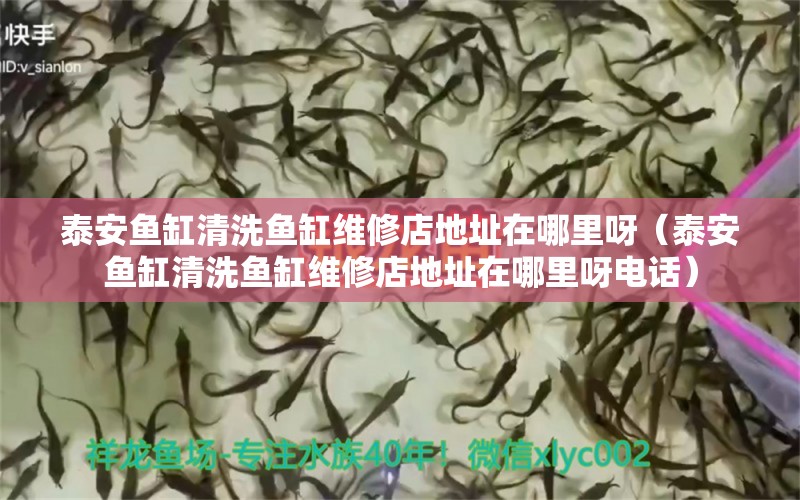 泰安魚缸清洗魚缸維修店地址在哪里呀（泰安魚缸清洗魚缸維修店地址在哪里呀電話） 祥龍水族醫(yī)院