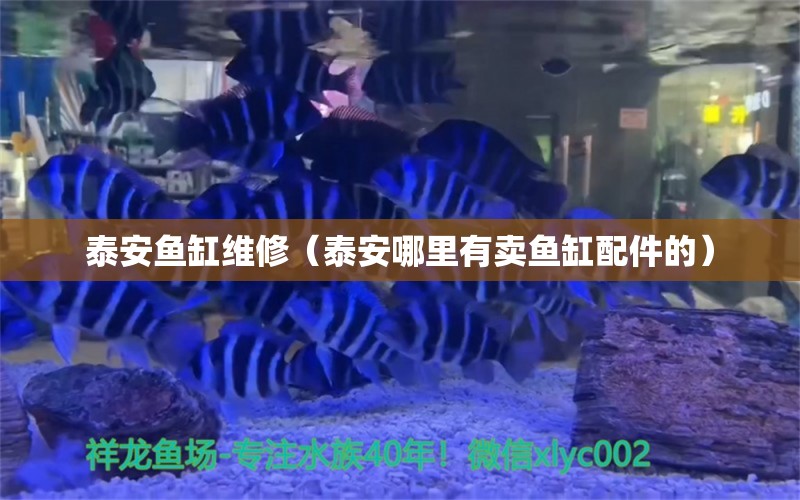 泰安魚(yú)缸維修（泰安哪里有賣魚(yú)缸配件的）