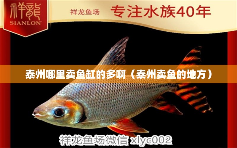 泰州哪里賣(mài)魚(yú)缸的多啊（泰州賣(mài)魚(yú)的地方） 廣州觀賞魚(yú)批發(fā)市場(chǎng)