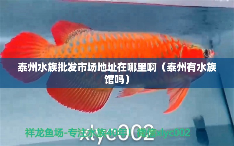 泰州水族批發(fā)市場(chǎng)地址在哪里?。ㄌ┲萦兴屦^嗎） 觀賞魚水族批發(fā)市場(chǎng)