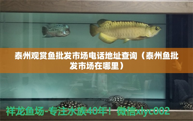 泰州觀賞魚批發(fā)市場電話地址查詢（泰州魚批發(fā)市場在哪里）