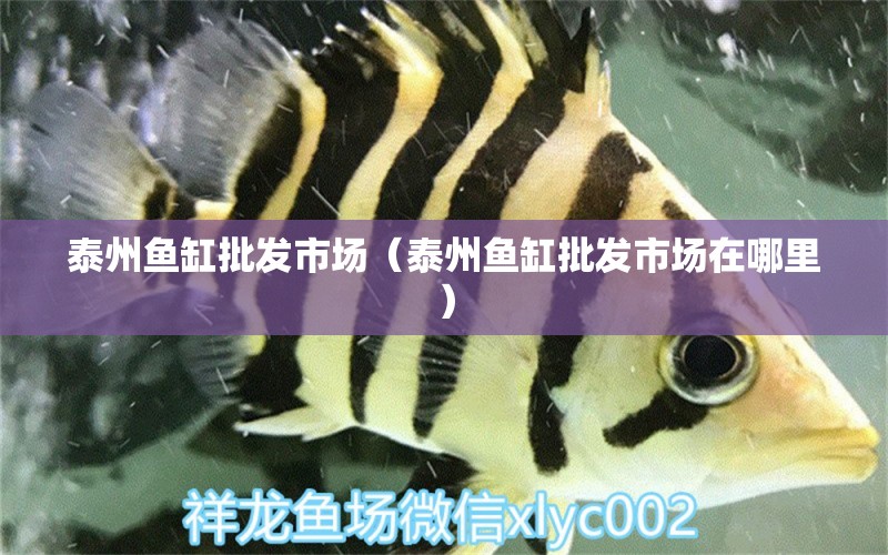 泰州魚(yú)缸批發(fā)市場(chǎng)（泰州魚(yú)缸批發(fā)市場(chǎng)在哪里）