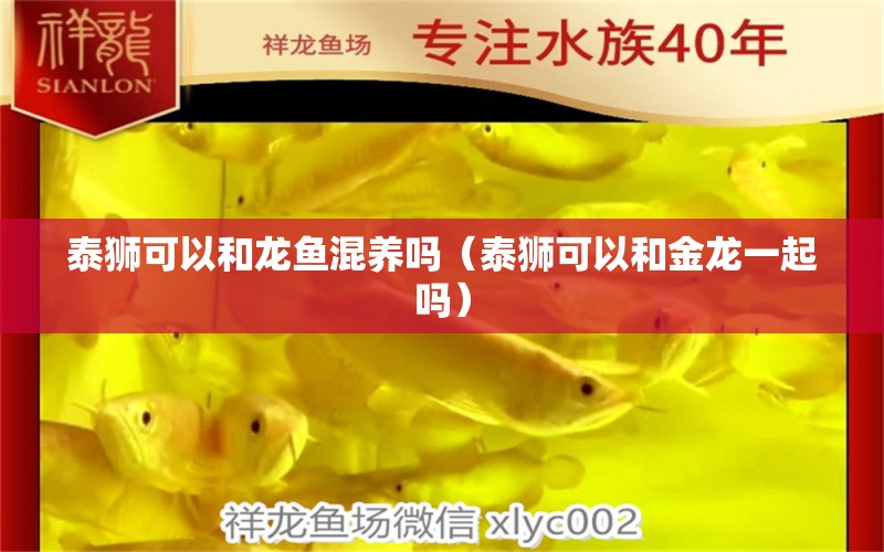 泰獅可以和龍魚混養(yǎng)嗎（泰獅可以和金龍一起嗎） 廣州觀賞魚批發(fā)市場