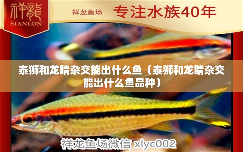 泰獅和龍睛雜交能出什么魚(yú)（泰獅和龍睛雜交能出什么魚(yú)品種）