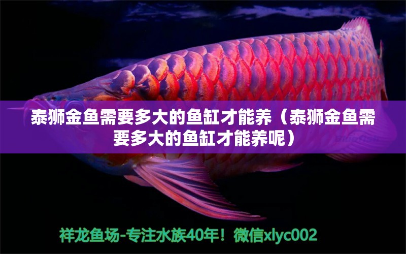 泰獅金魚(yú)需要多大的魚(yú)缸才能養(yǎng)（泰獅金魚(yú)需要多大的魚(yú)缸才能養(yǎng)呢） 銀古魚(yú)苗