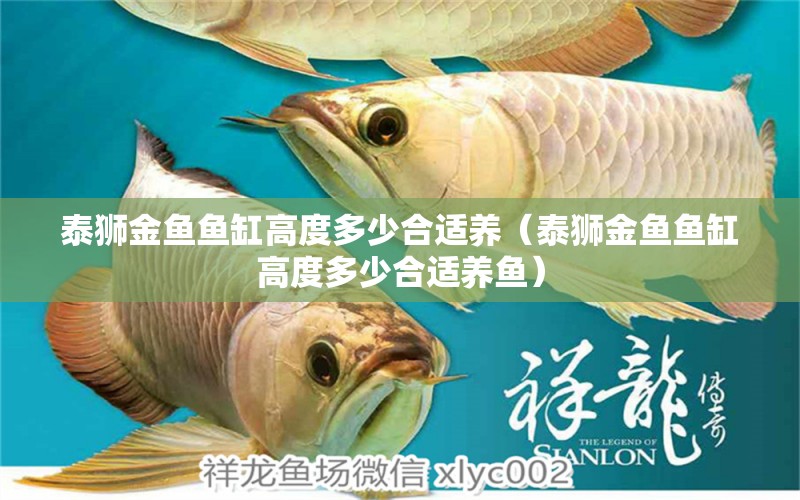 泰獅金魚魚缸高度多少合適養(yǎng)（泰獅金魚魚缸高度多少合適養(yǎng)魚）