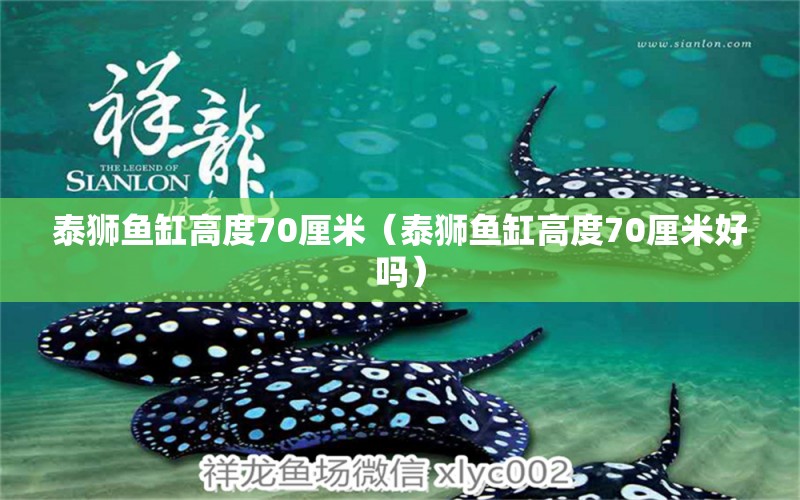 泰獅魚(yú)缸高度70厘米（泰獅魚(yú)缸高度70厘米好嗎） 祥龍水族醫(yī)院