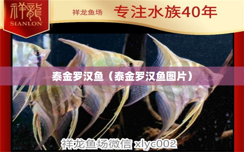 泰金羅漢魚（泰金羅漢魚圖片） 羅漢魚