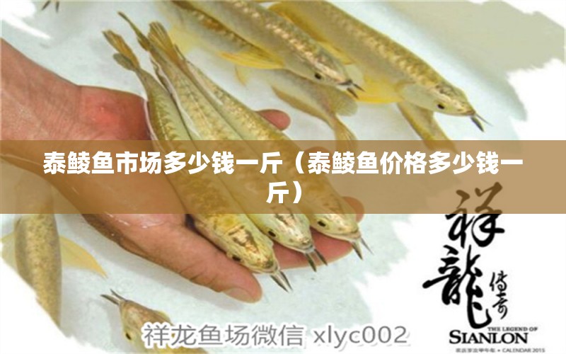 泰鯪魚市場多少錢一斤（泰鯪魚價格多少錢一斤） 觀賞魚市場（混養(yǎng)魚）