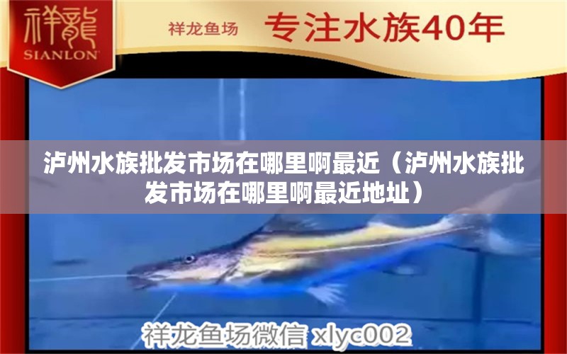 瀘州水族批發(fā)市場在哪里啊最近（瀘州水族批發(fā)市場在哪里啊最近地址）